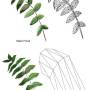 mesh-frond_differences.jpg